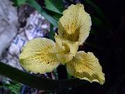 innominata Primrose